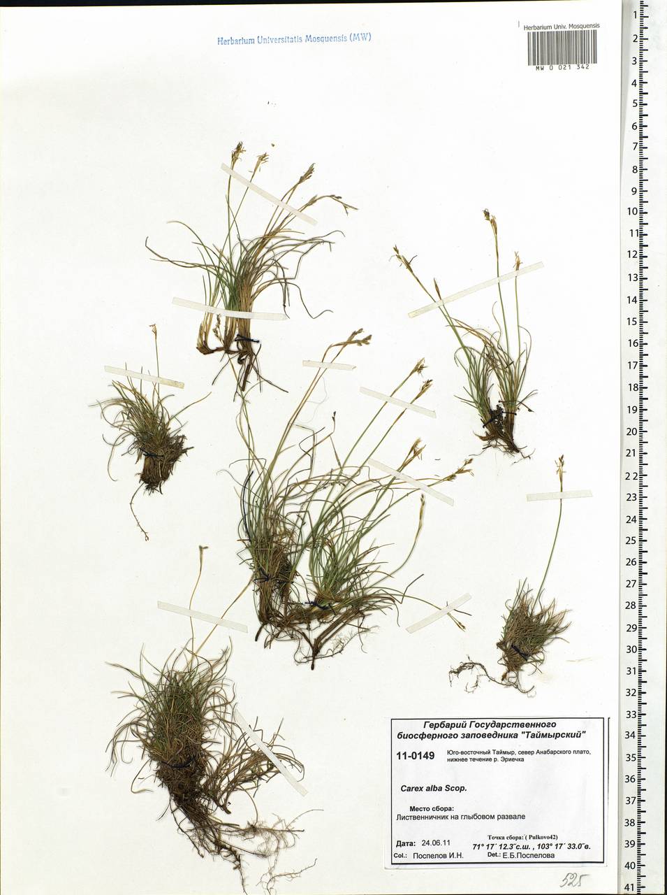 Carex alba Scop., Siberia, Central Siberia (S3) (Russia)