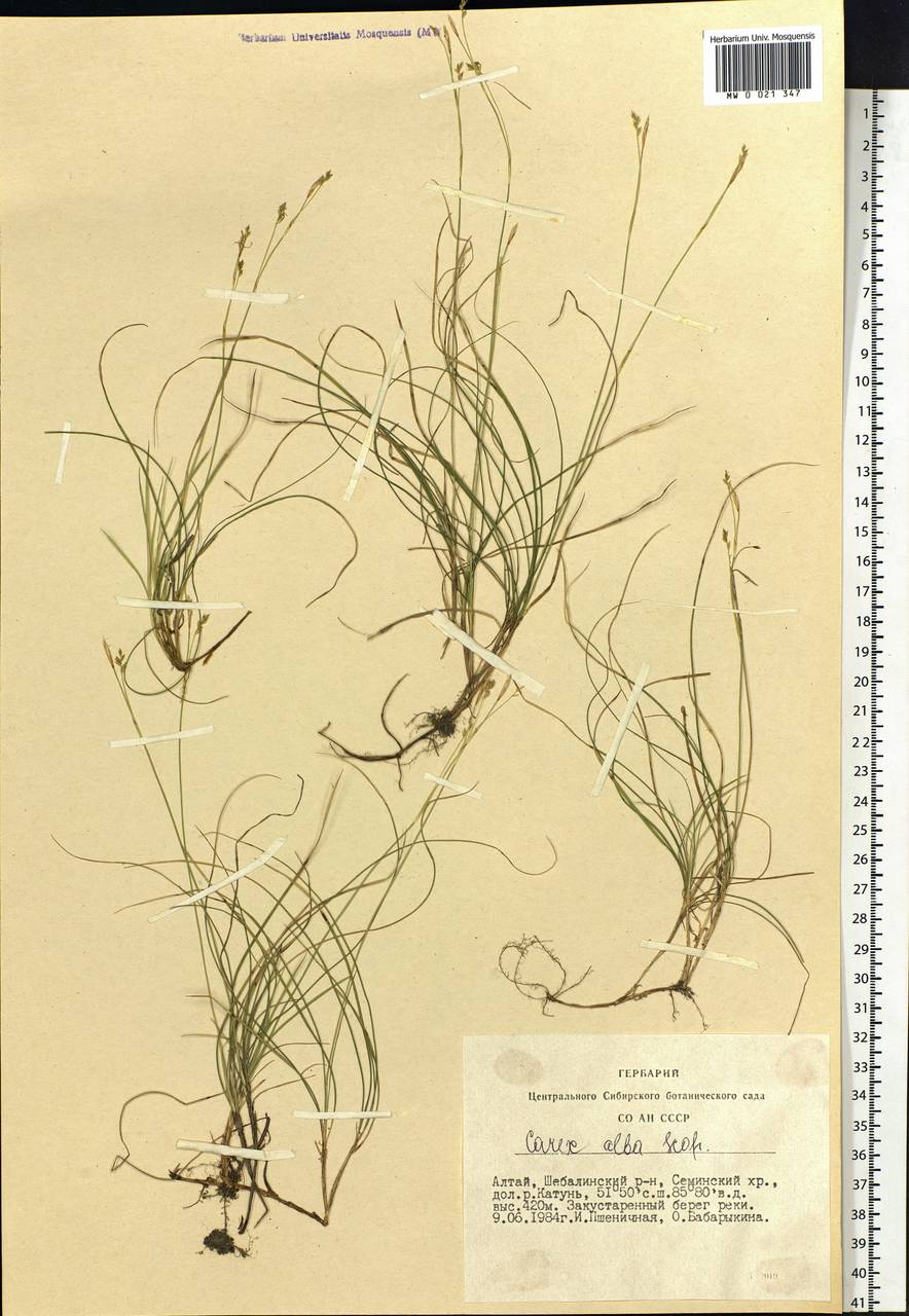 Carex alba Scop., Siberia, Altai & Sayany Mountains (S2) (Russia)