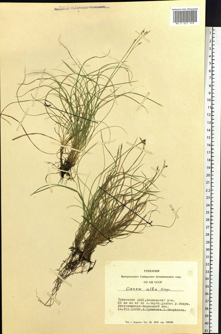 Carex alba Scop., Siberia, Altai & Sayany Mountains (S2) (Russia)
