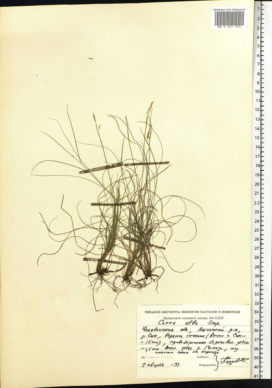 Carex alba Scop., Eastern Europe, Eastern region (E10) (Russia)