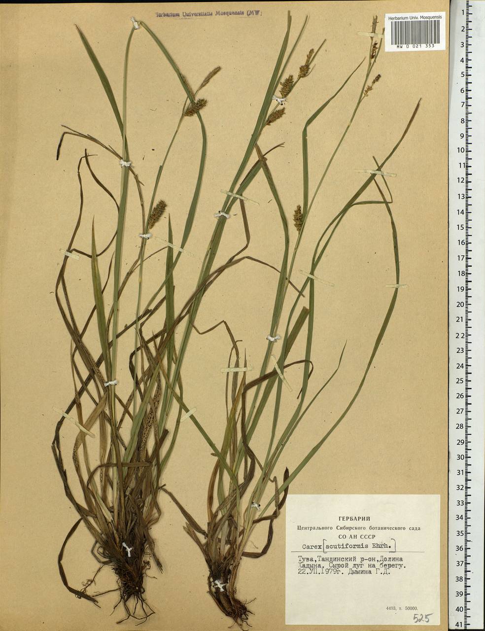 Carex, Siberia, Altai & Sayany Mountains (S2) (Russia)