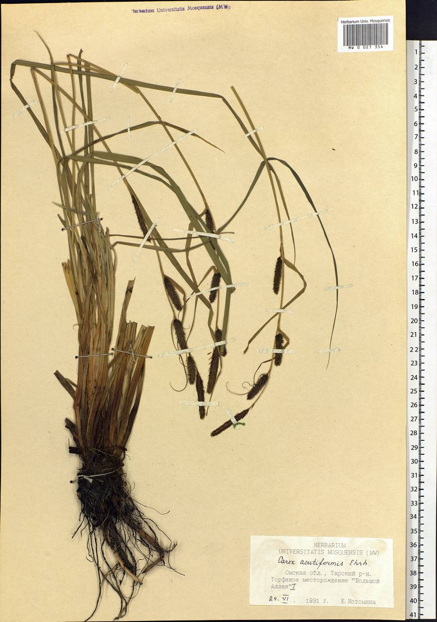 Carex acutiformis Ehrh., Siberia, Western Siberia (S1) (Russia)
