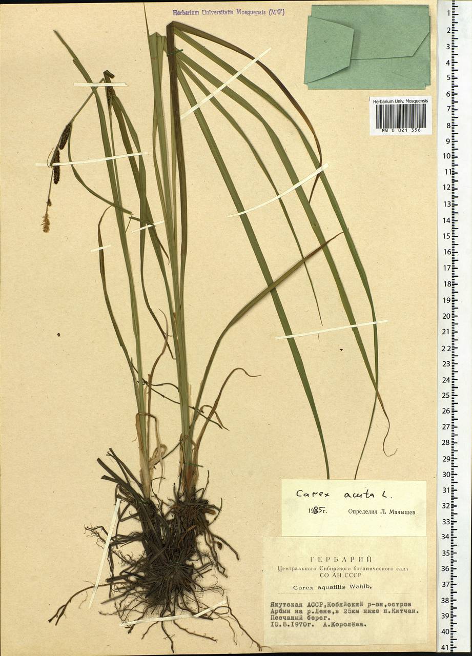 Carex acuta L., Siberia, Yakutia (S5) (Russia)