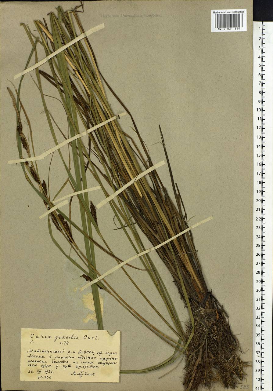 Carex acuta L., Siberia, Yakutia (S5) (Russia)