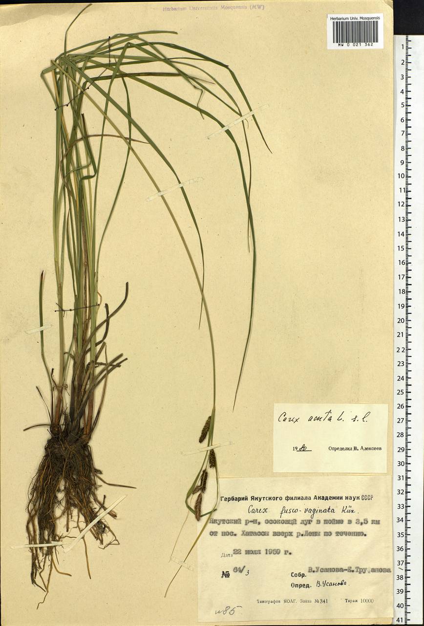 Carex acuta L., Siberia, Yakutia (S5) (Russia)