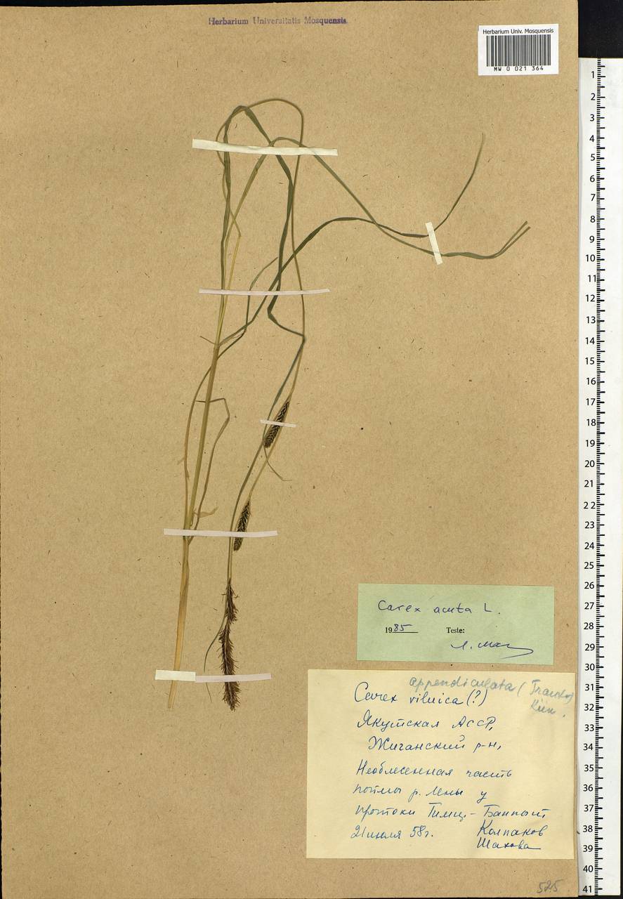 Carex acuta L., Siberia, Yakutia (S5) (Russia)