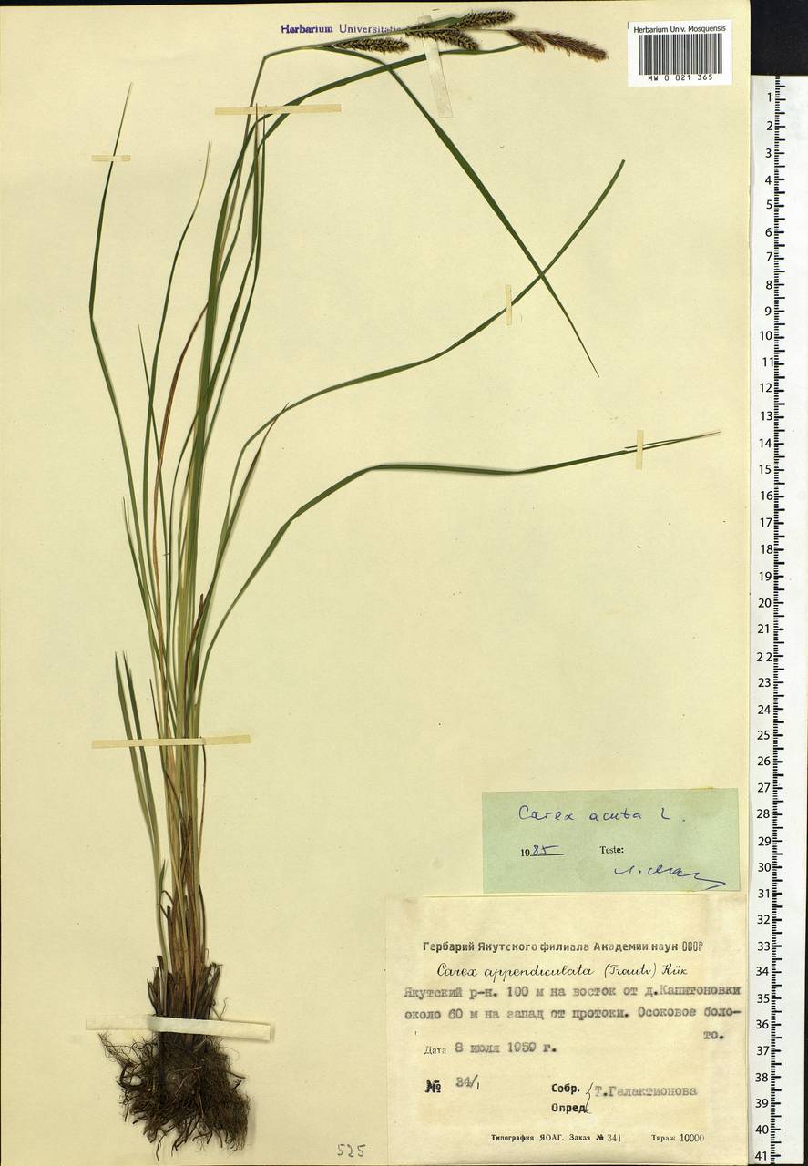 Carex acuta L., Siberia, Yakutia (S5) (Russia)