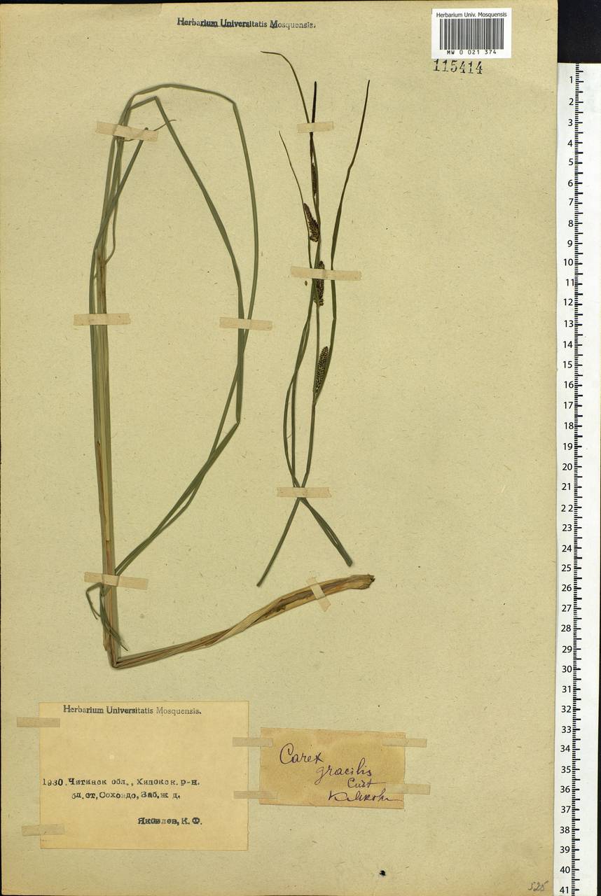 Carex acuta L., Siberia, Baikal & Transbaikal region (S4) (Russia)