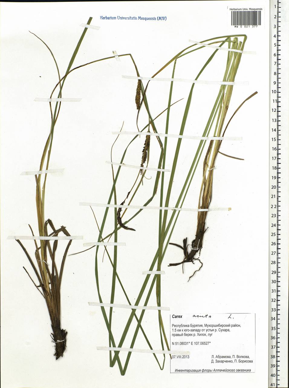 Carex acuta L., Siberia, Baikal & Transbaikal region (S4) (Russia)