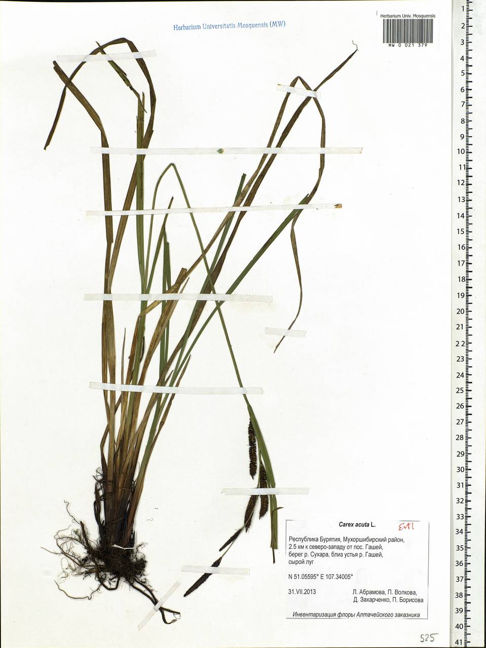 Carex acuta L., Siberia, Baikal & Transbaikal region (S4) (Russia)