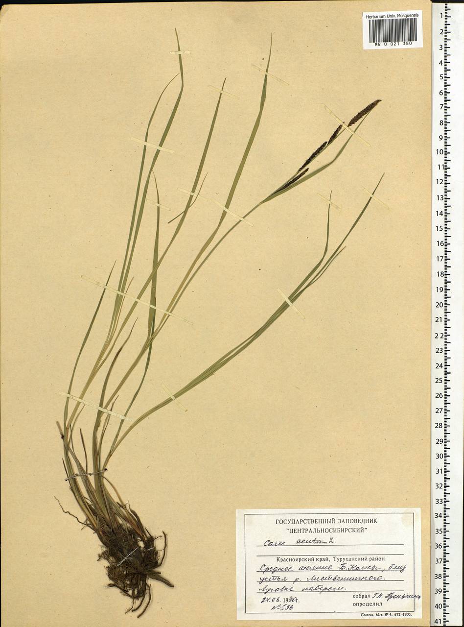 Carex acuta L., Siberia, Central Siberia (S3) (Russia)