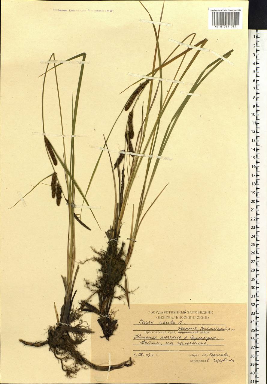 Carex acuta L., Siberia, Central Siberia (S3) (Russia)