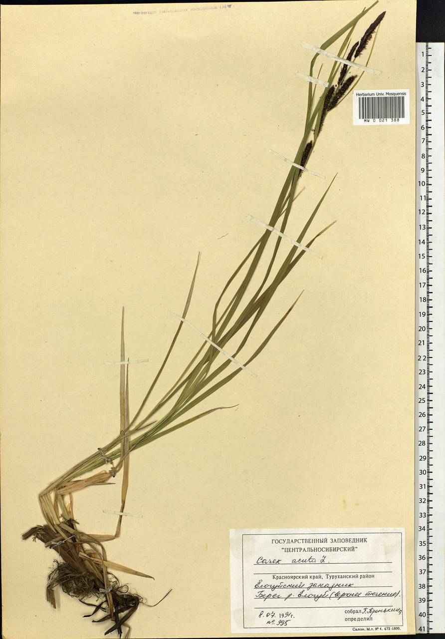 Carex acuta L., Siberia, Central Siberia (S3) (Russia)