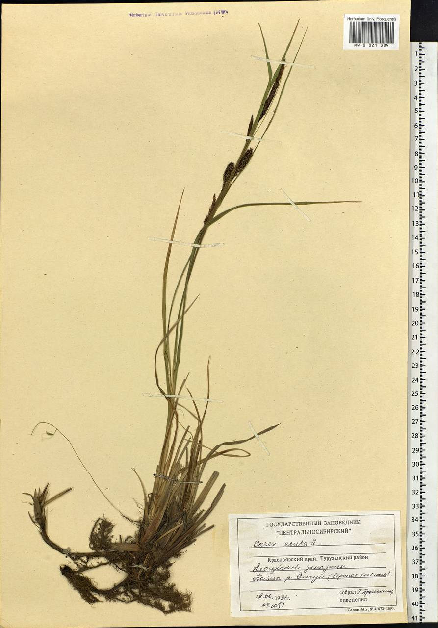 Carex acuta L., Siberia, Central Siberia (S3) (Russia)