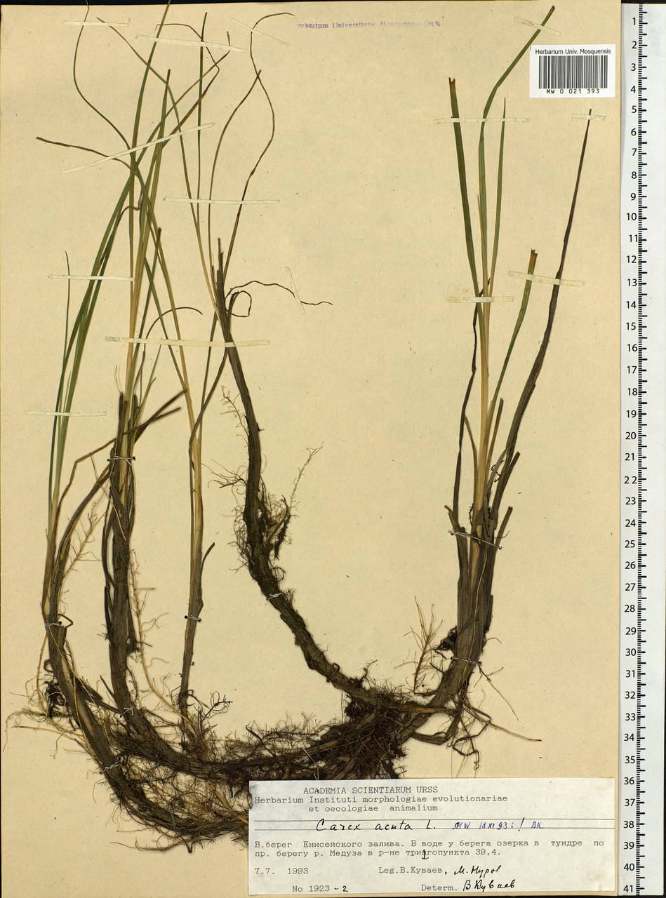 Carex acuta L., Siberia, Central Siberia (S3) (Russia)