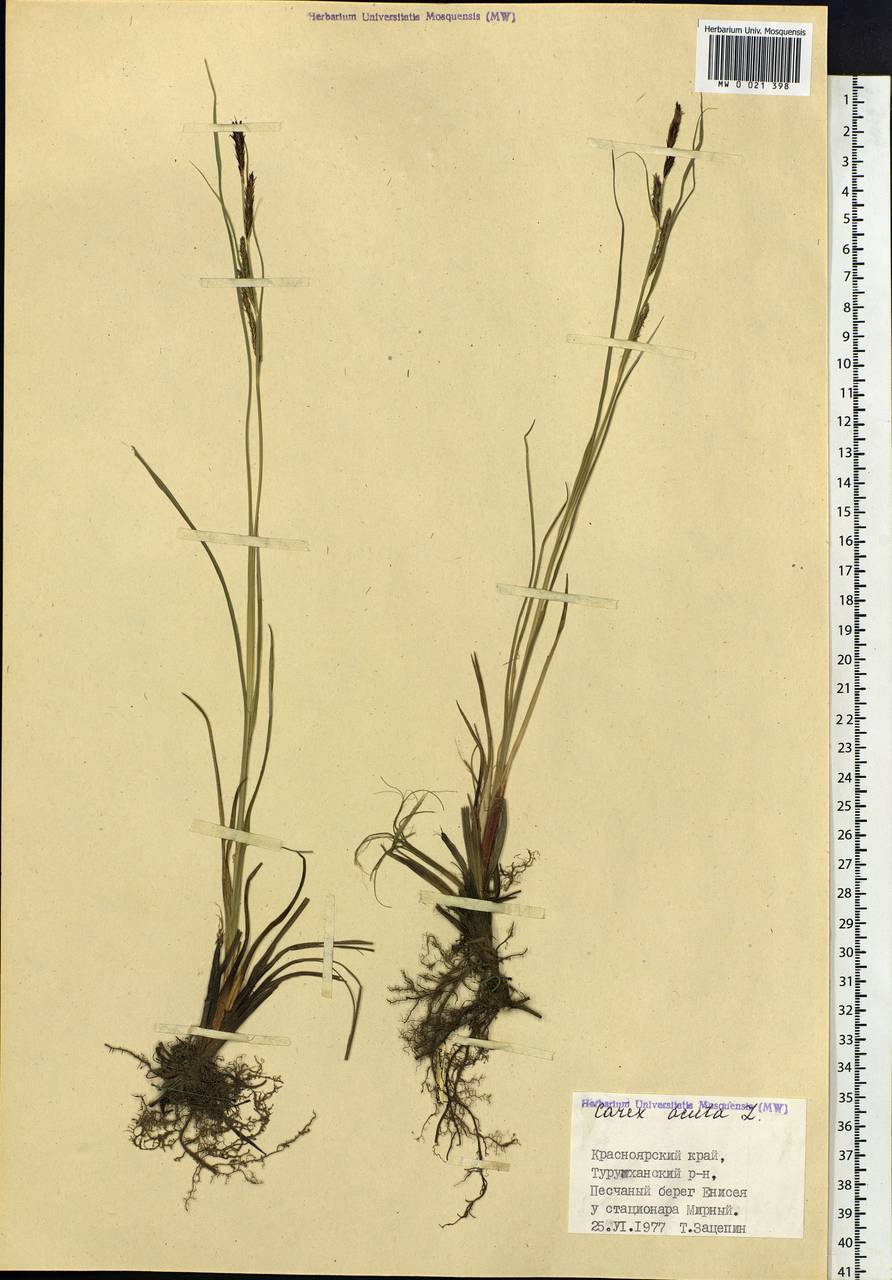 Carex acuta L., Siberia, Central Siberia (S3) (Russia)