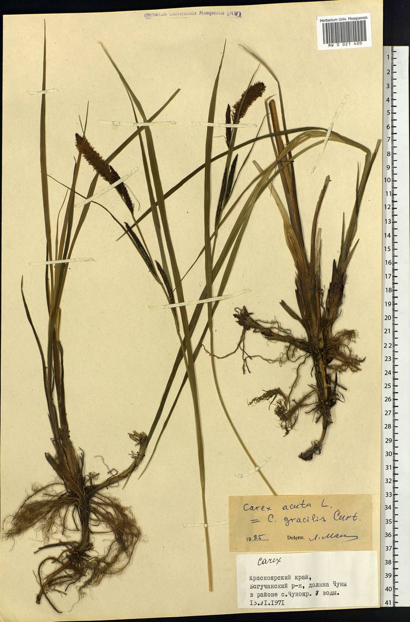 Carex acuta L., Siberia, Central Siberia (S3) (Russia)
