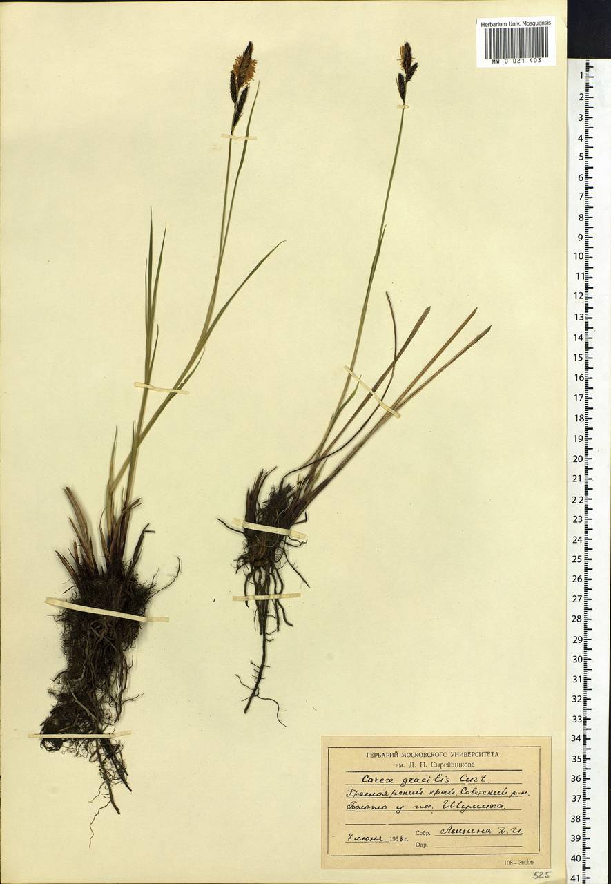 Carex acuta L., Siberia, Central Siberia (S3) (Russia)