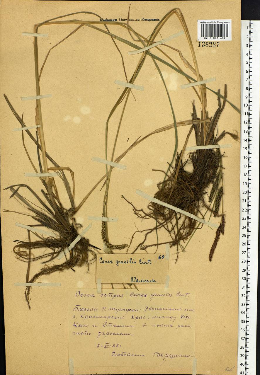 Carex acuta L., Siberia, Central Siberia (S3) (Russia)