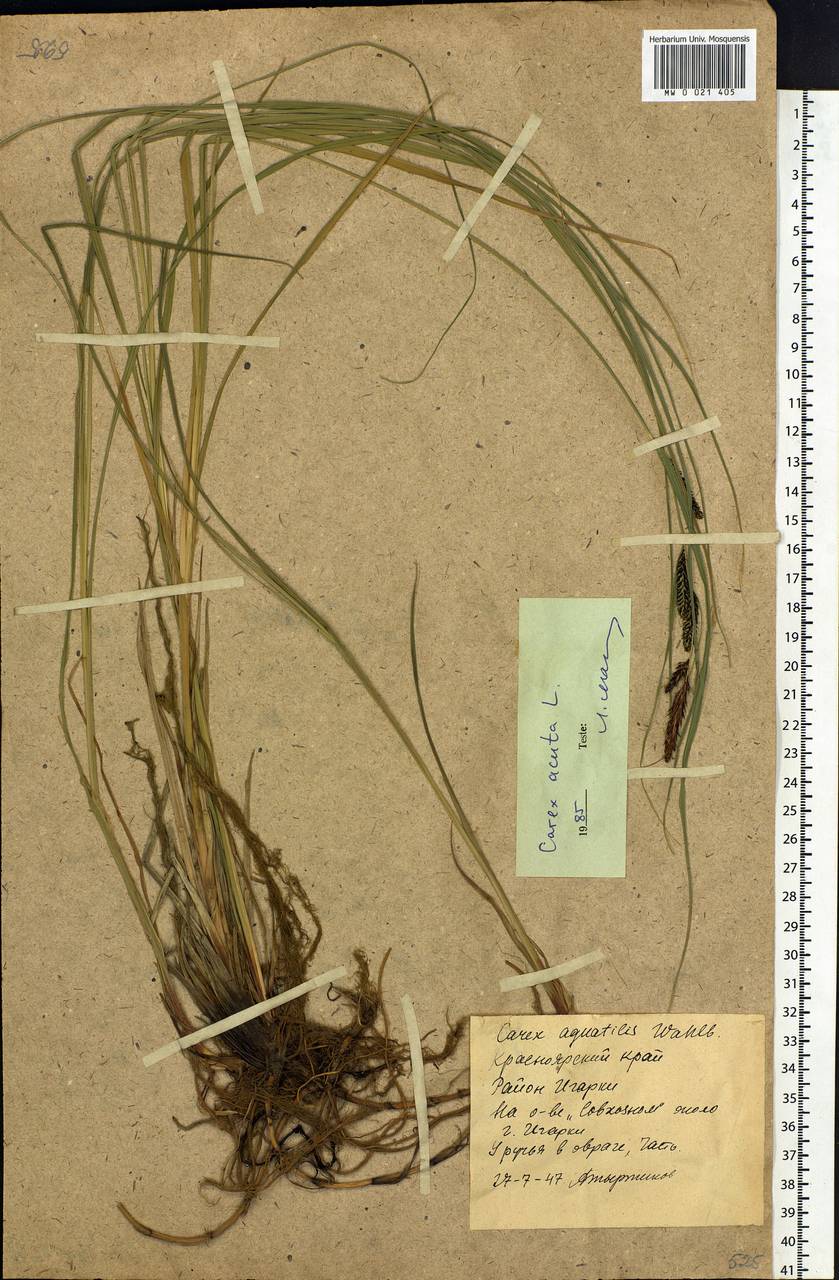 Carex acuta L., Siberia, Central Siberia (S3) (Russia)