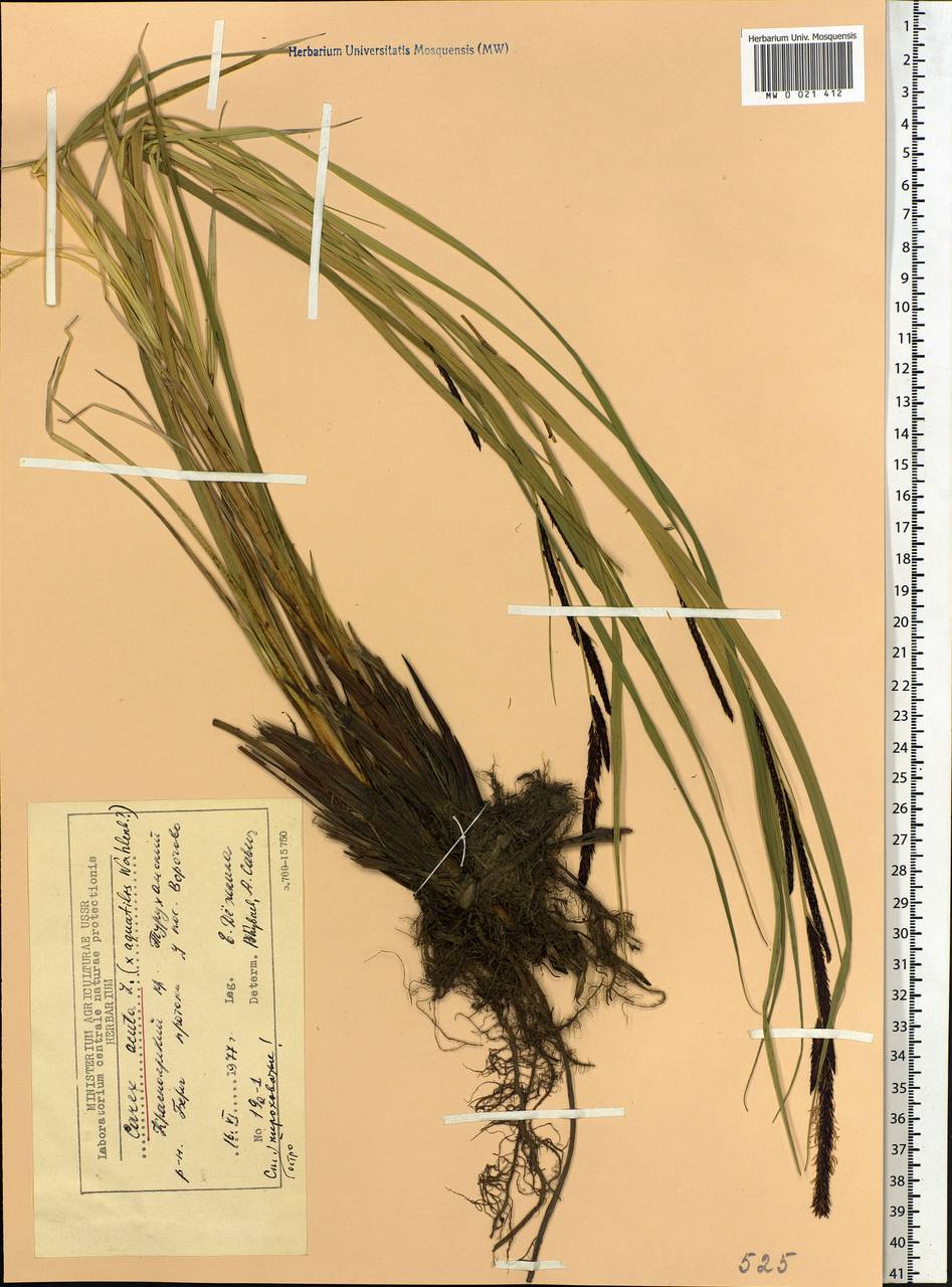 Carex acuta L., Siberia, Central Siberia (S3) (Russia)