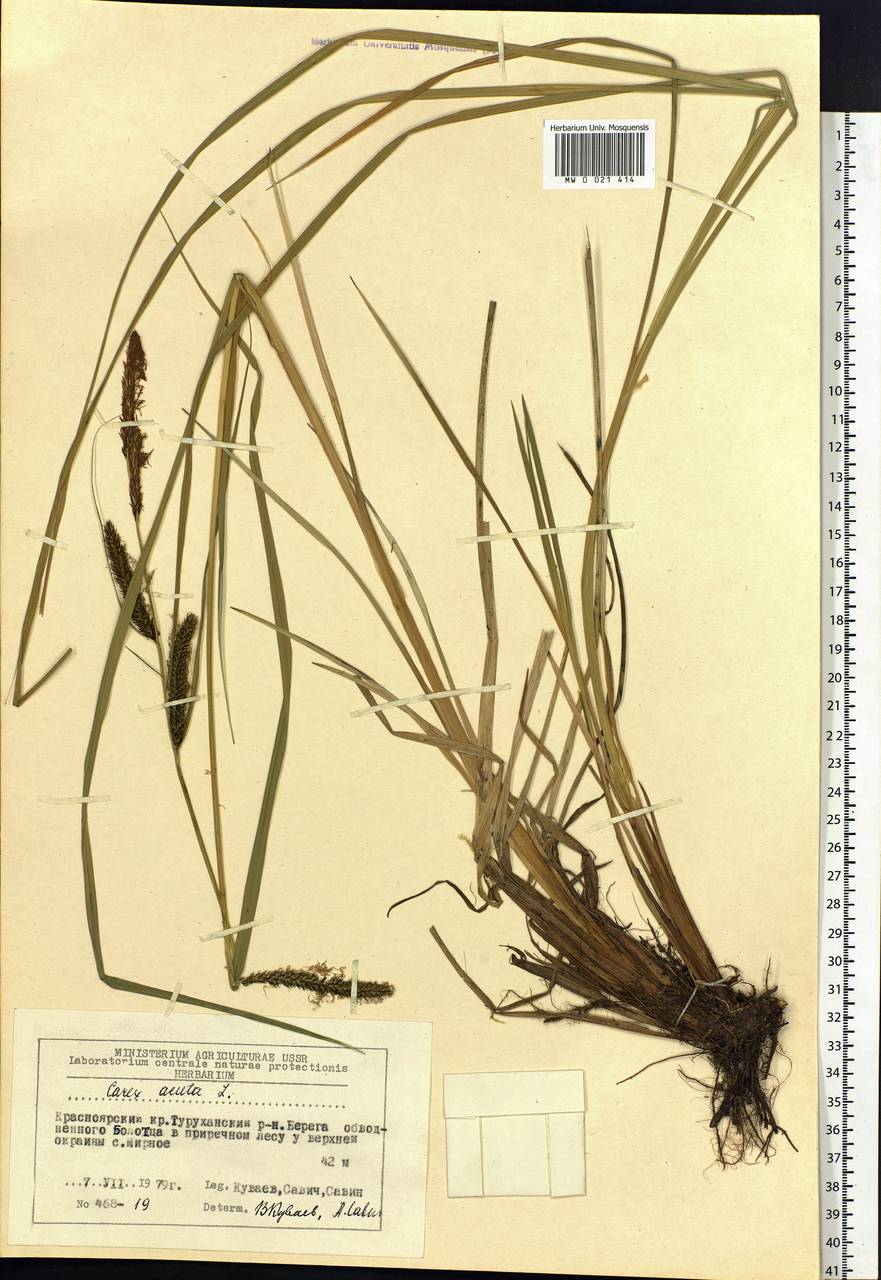 Carex acuta L., Siberia, Central Siberia (S3) (Russia)