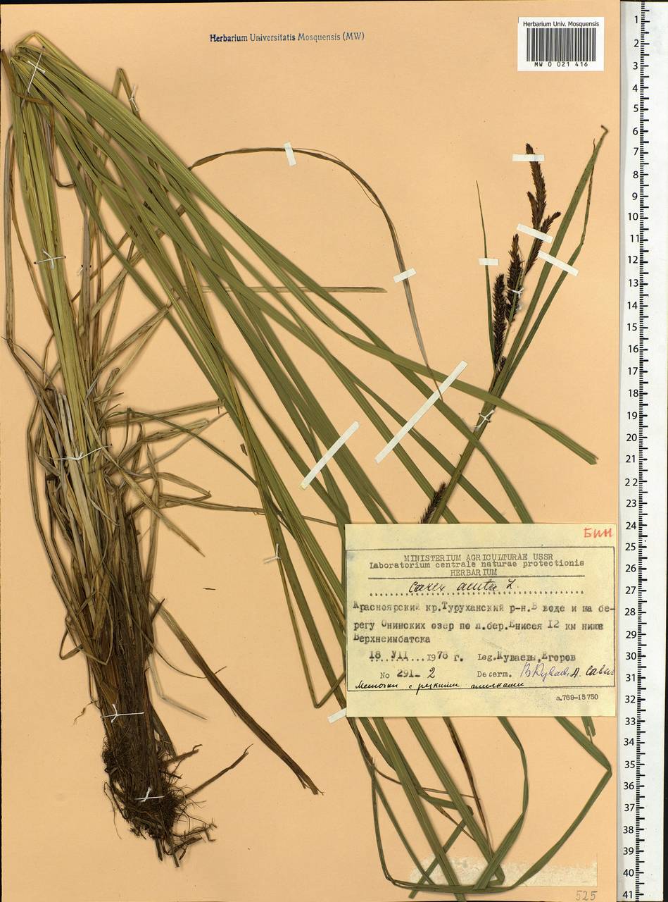 Carex acuta L., Siberia, Central Siberia (S3) (Russia)