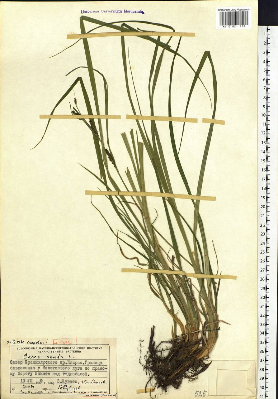 Carex acuta L., Siberia, Central Siberia (S3) (Russia)