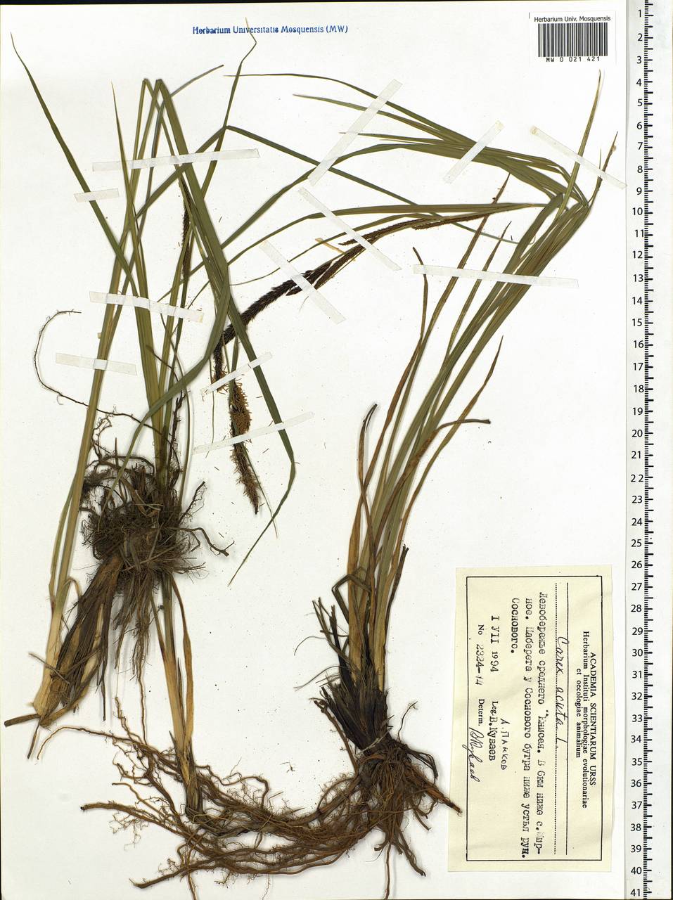 Carex acuta L., Siberia, Central Siberia (S3) (Russia)