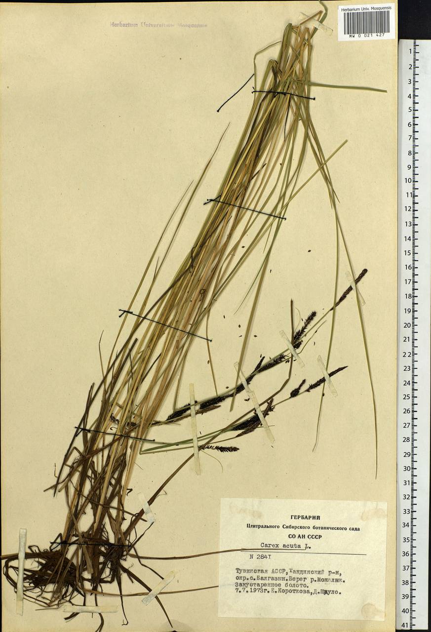 Carex acuta L., Siberia, Altai & Sayany Mountains (S2) (Russia)