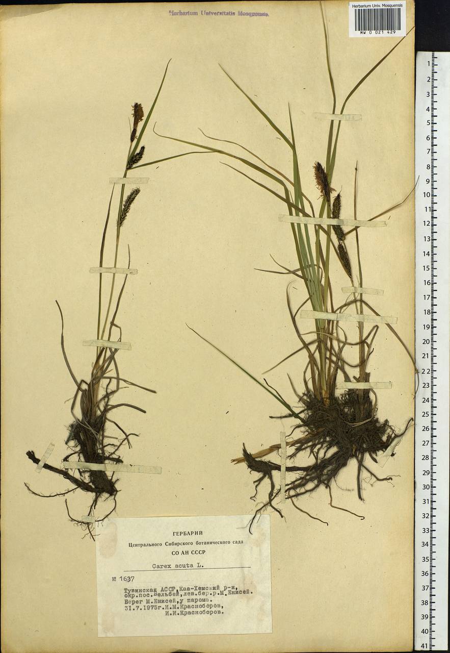 Carex acuta L., Siberia, Altai & Sayany Mountains (S2) (Russia)