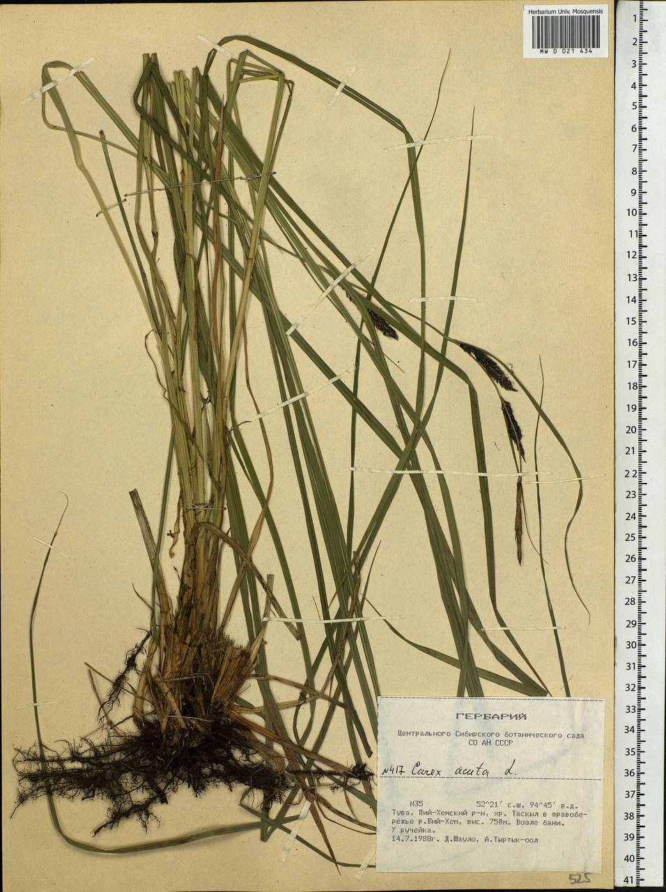 Carex acuta L., Siberia, Altai & Sayany Mountains (S2) (Russia)
