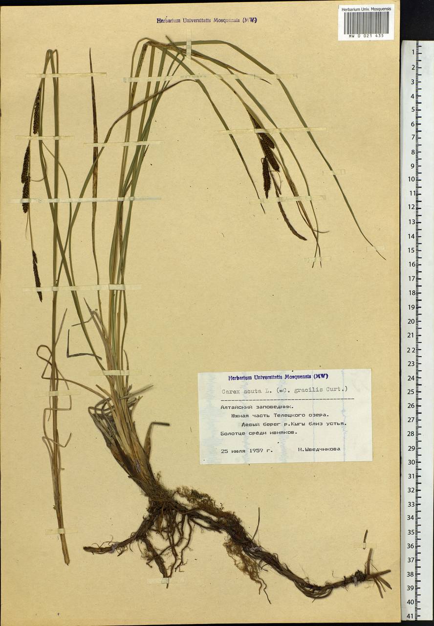 Carex acuta L., Siberia, Altai & Sayany Mountains (S2) (Russia)