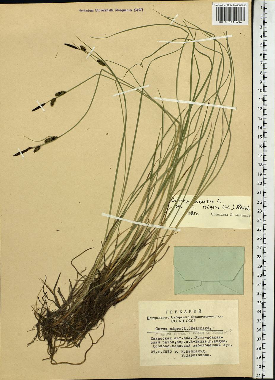 Carex acuta L., Siberia, Altai & Sayany Mountains (S2) (Russia)