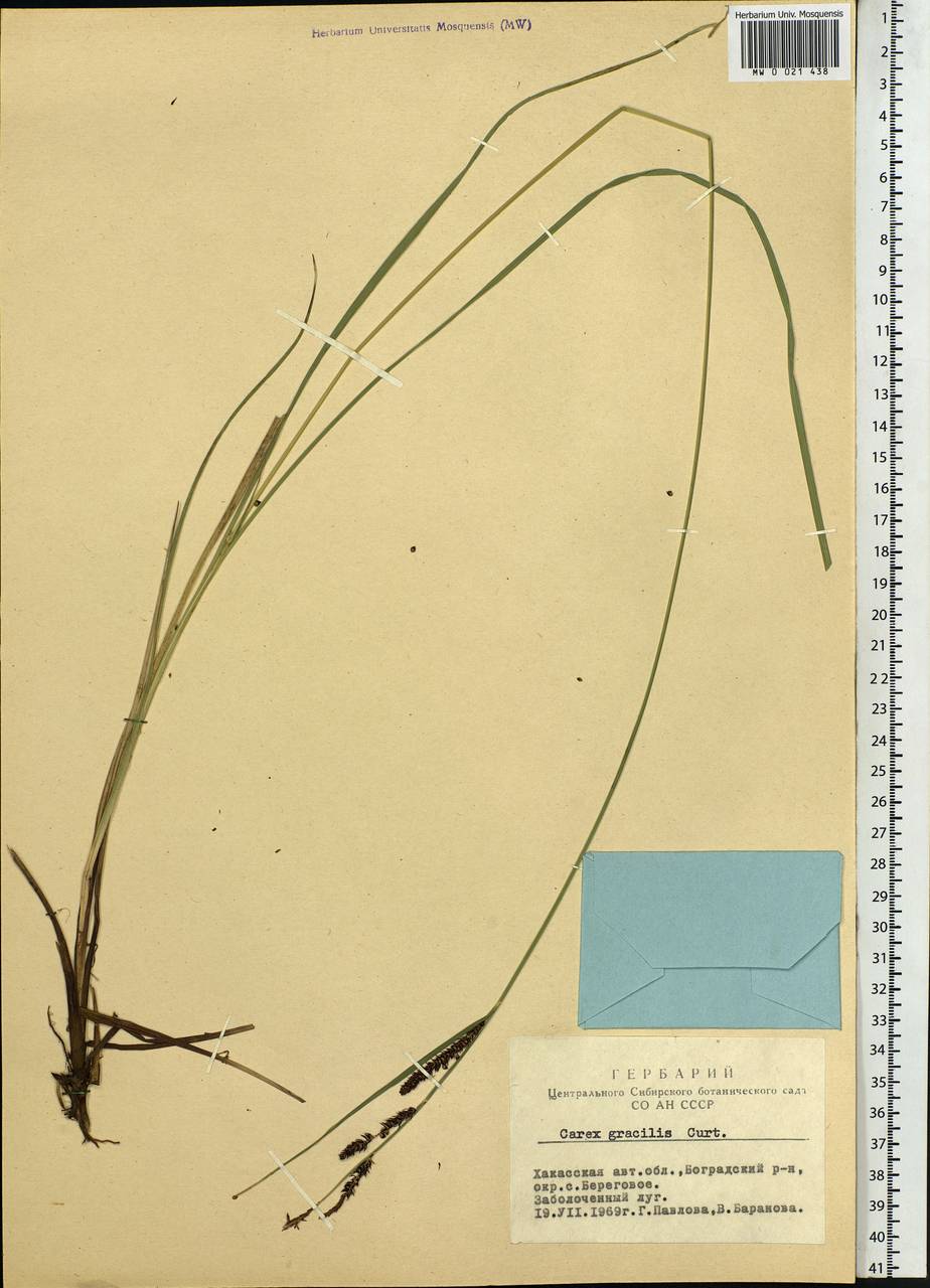 Carex acuta L., Siberia, Altai & Sayany Mountains (S2) (Russia)