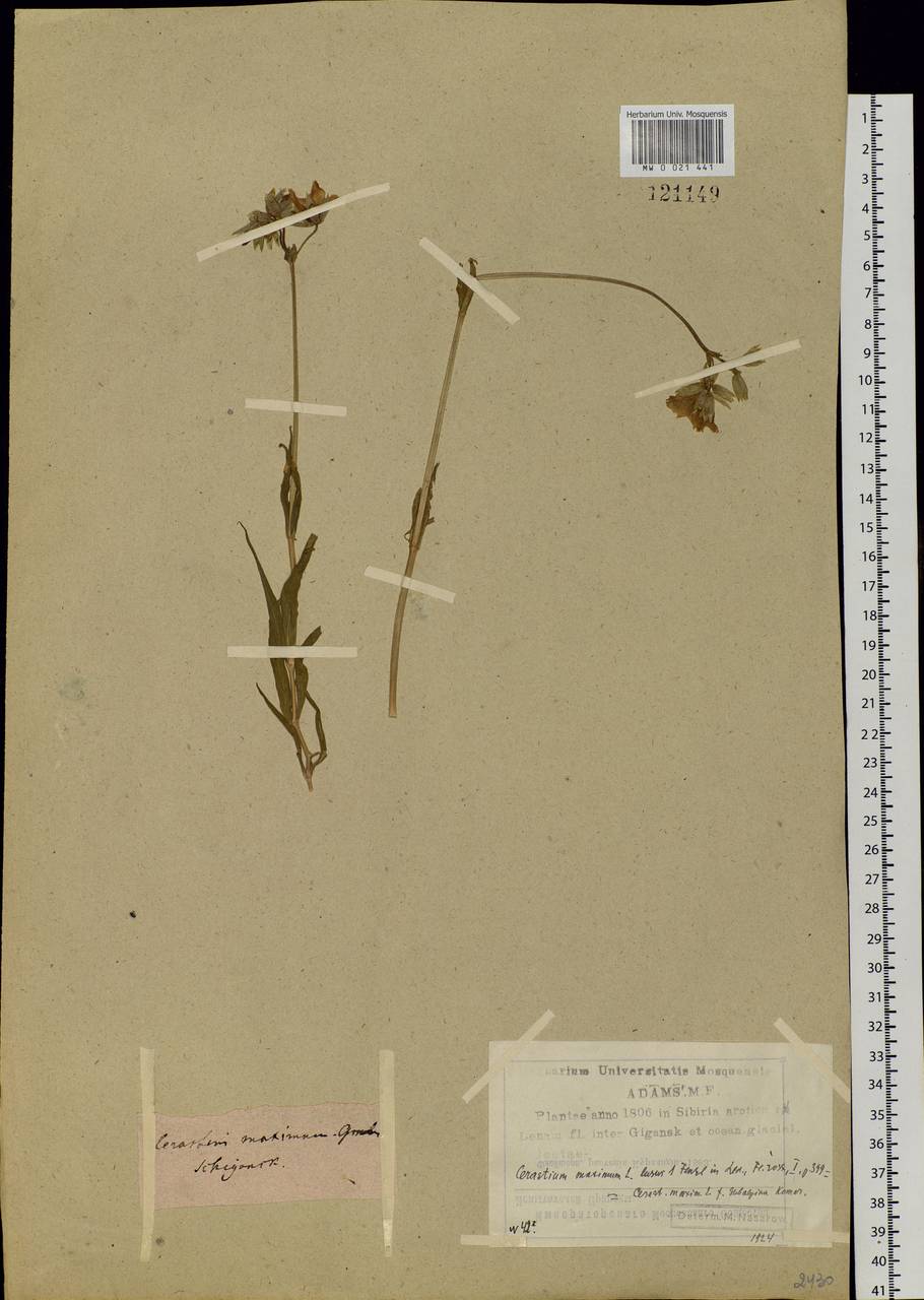 Dichodon maximum (L.) Á. Löve & D. Löve, Siberia, Yakutia (S5) (Russia)