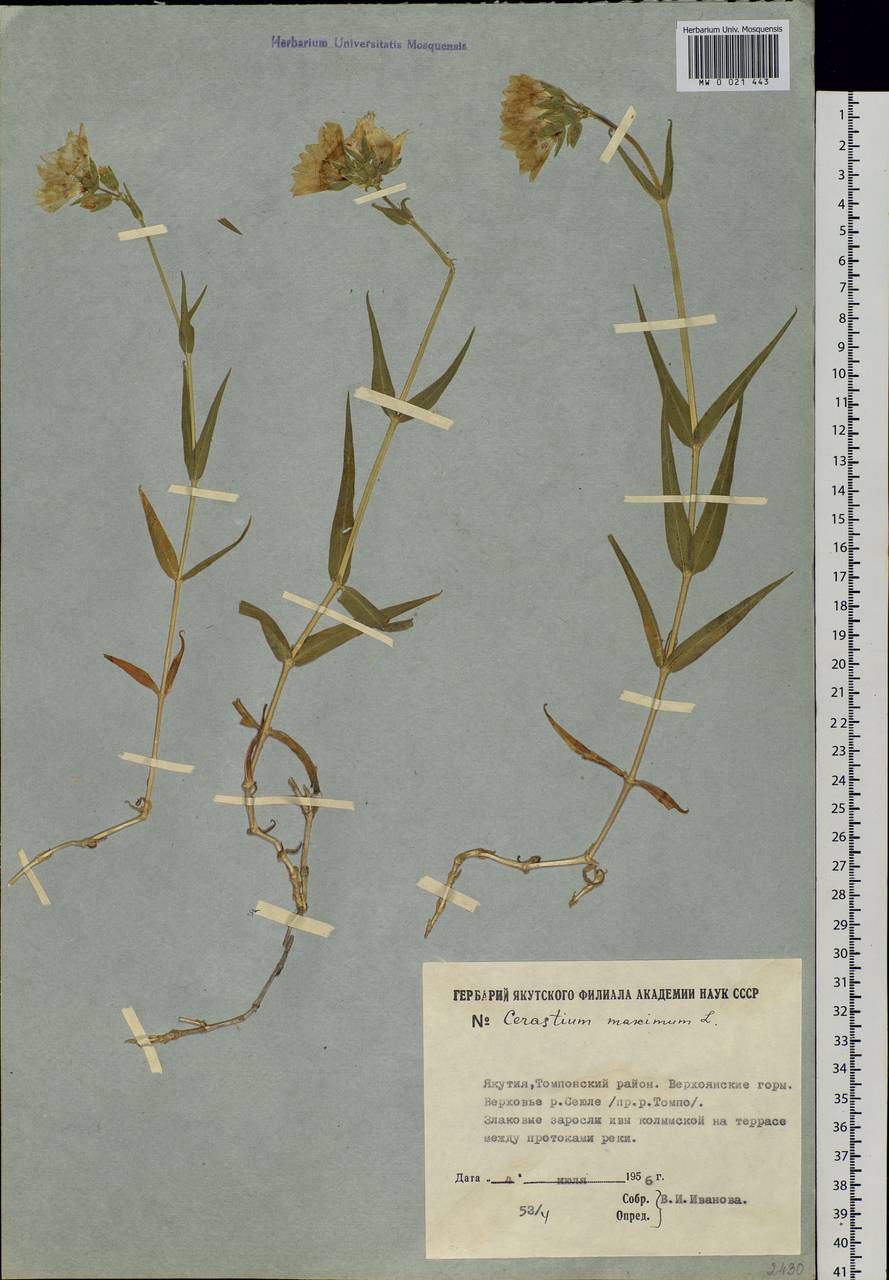 Dichodon maximum (L.) Á. Löve & D. Löve, Siberia, Yakutia (S5) (Russia)