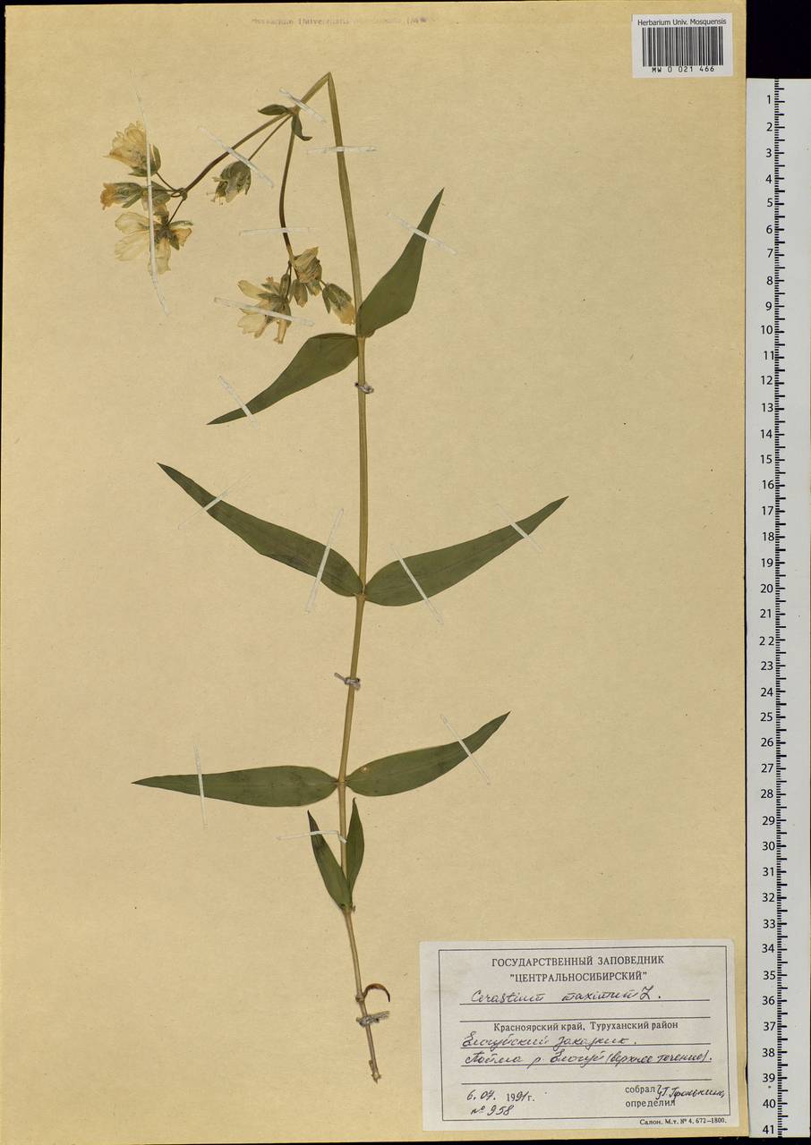 Dichodon maximum (L.) Á. Löve & D. Löve, Siberia, Central Siberia (S3) (Russia)