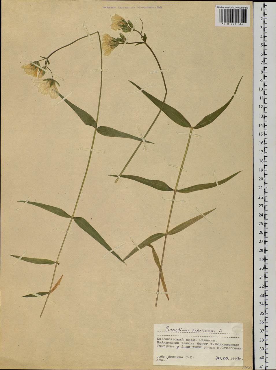 Dichodon maximum (L.) Á. Löve & D. Löve, Siberia, Central Siberia (S3) (Russia)