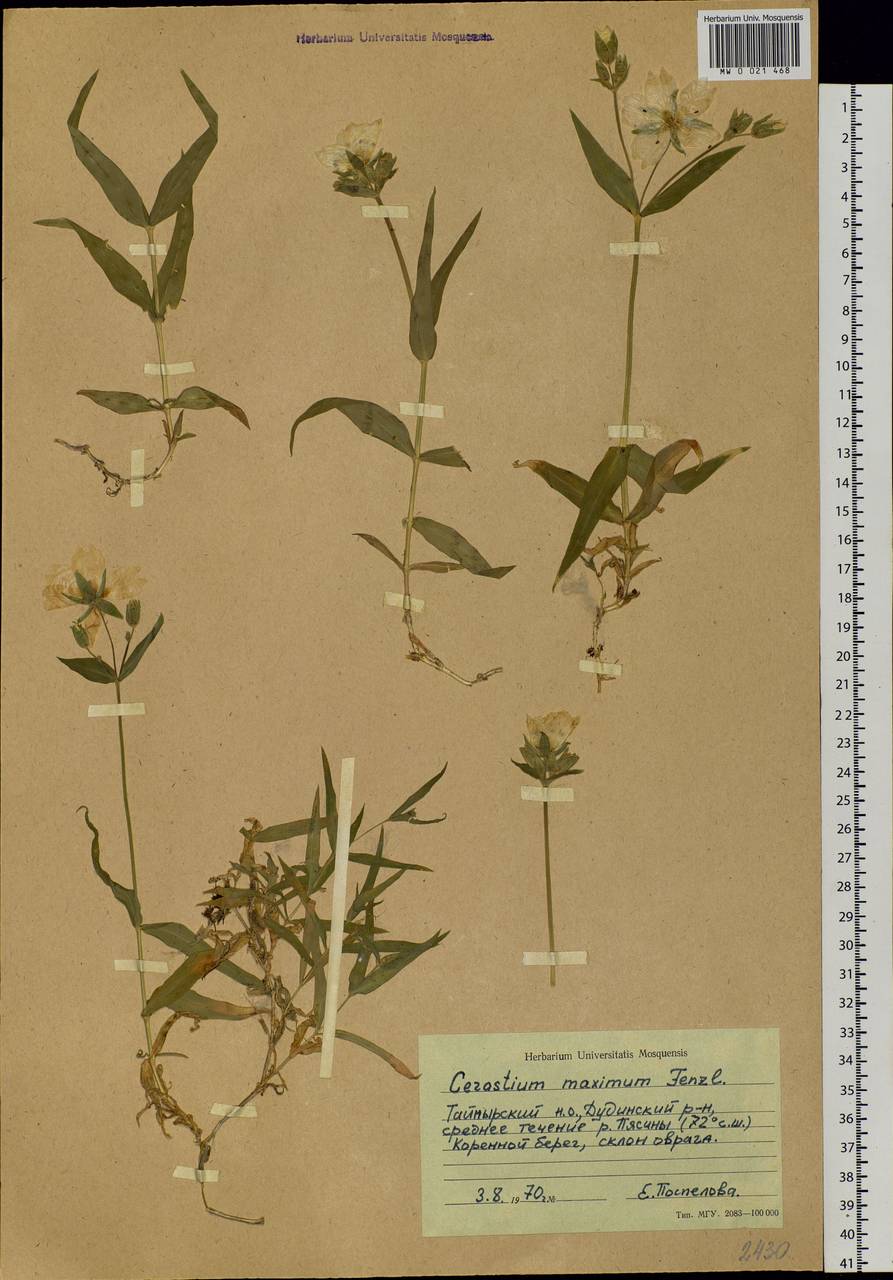 Dichodon maximum (L.) Á. Löve & D. Löve, Siberia, Central Siberia (S3) (Russia)