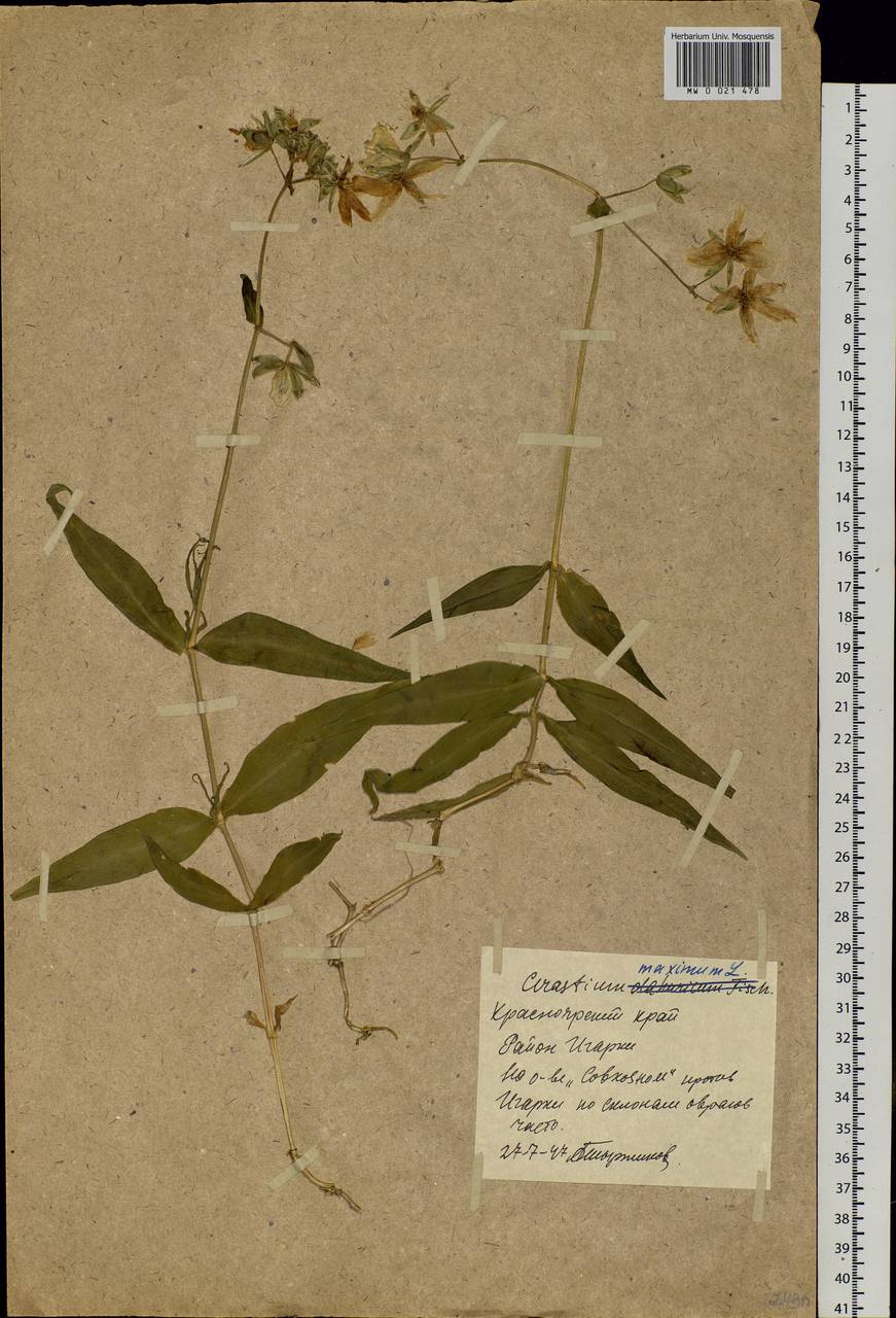 Dichodon maximum (L.) Á. Löve & D. Löve, Siberia, Central Siberia (S3) (Russia)