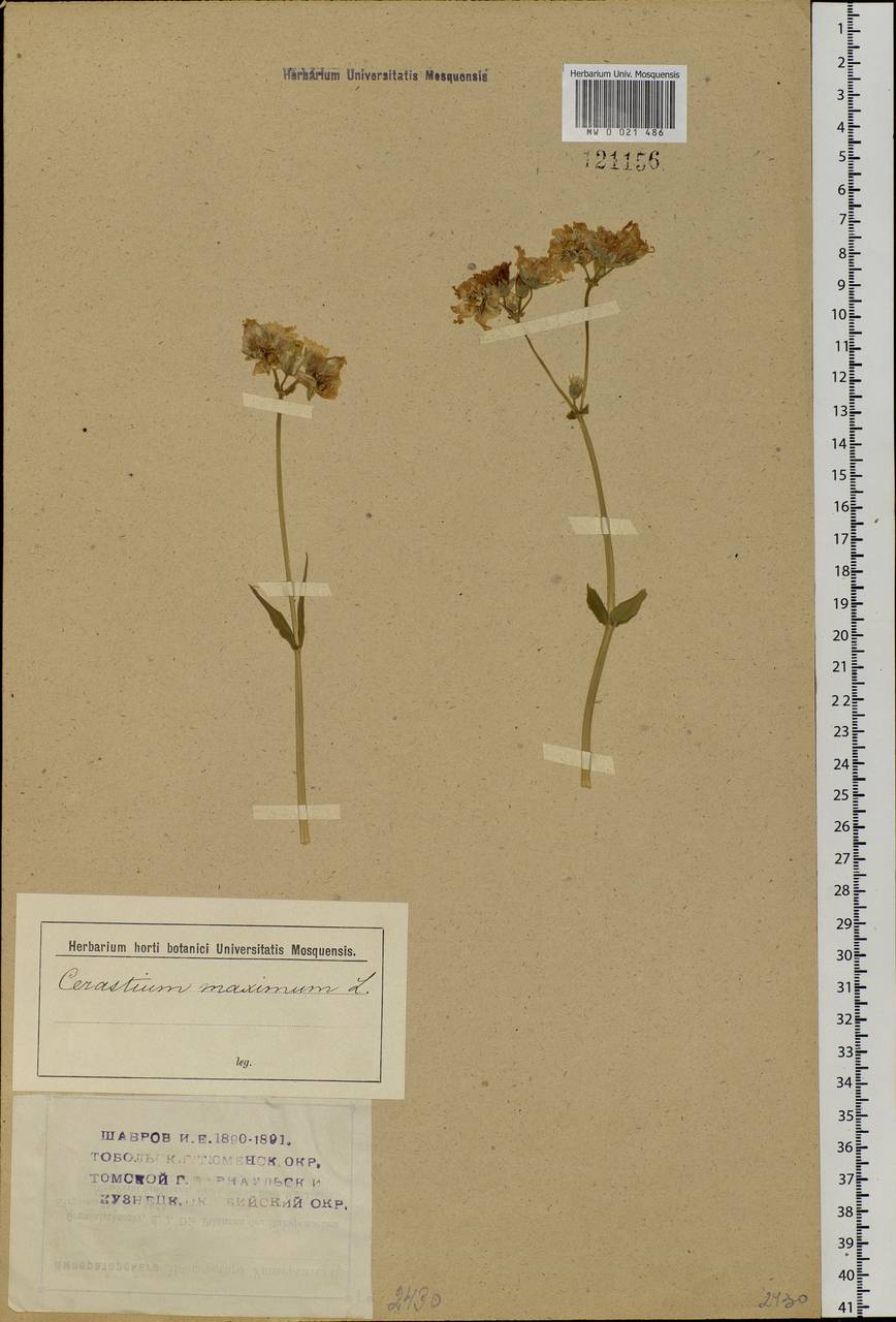 Dichodon maximum (L.) Á. Löve & D. Löve, Siberia (no precise locality) (S0) (Russia)
