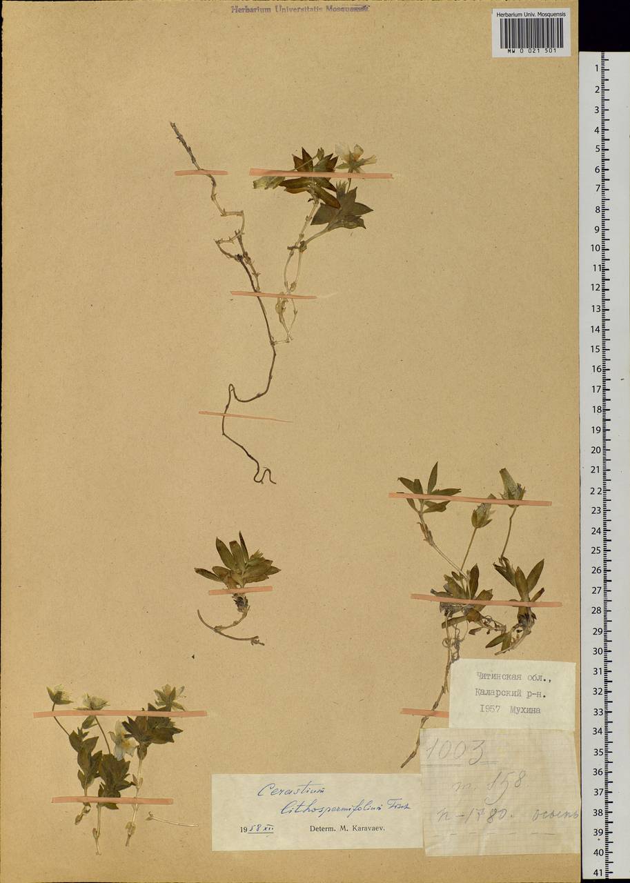 Cerastium lithospermifolium Fisch., Siberia, Baikal & Transbaikal region (S4) (Russia)