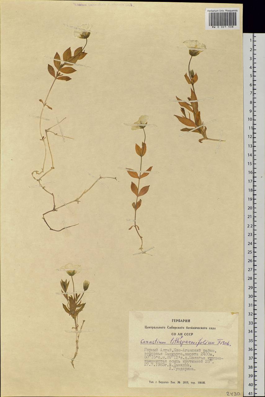 Cerastium lithospermifolium Fisch., Siberia, Altai & Sayany Mountains (S2) (Russia)