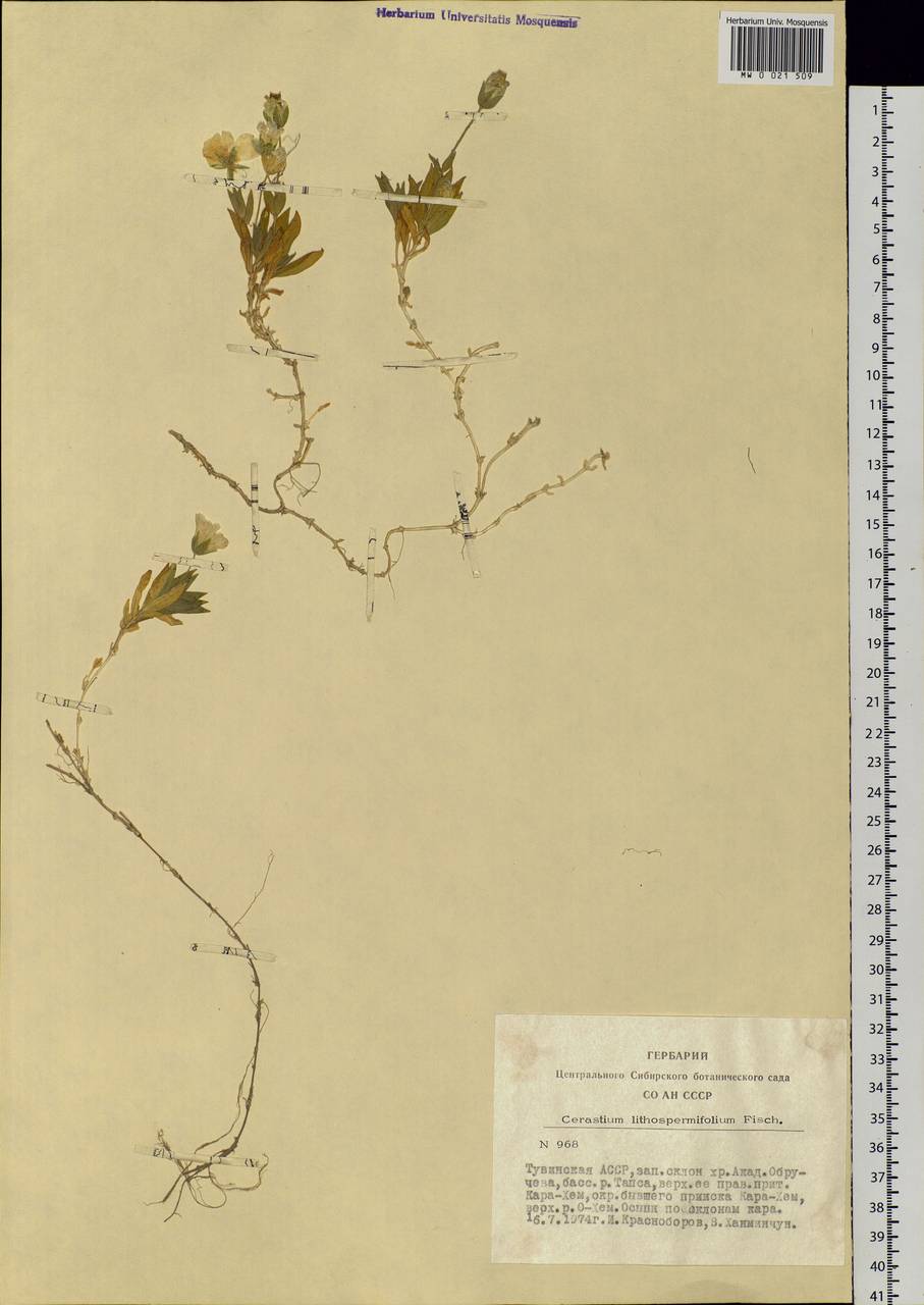 Cerastium lithospermifolium Fisch., Siberia, Altai & Sayany Mountains (S2) (Russia)