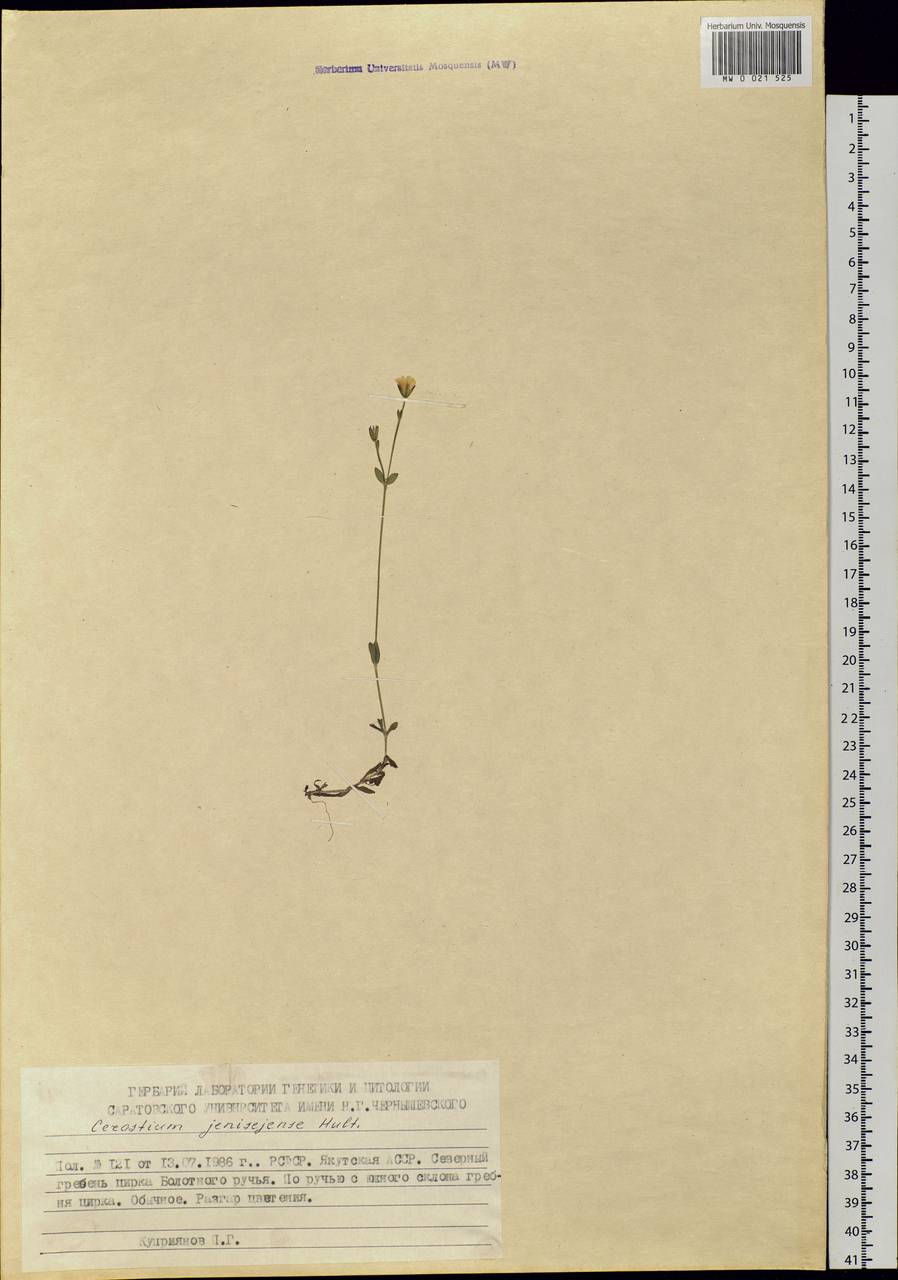 Cerastium regelii Ostenf., Siberia, Yakutia (S5) (Russia)