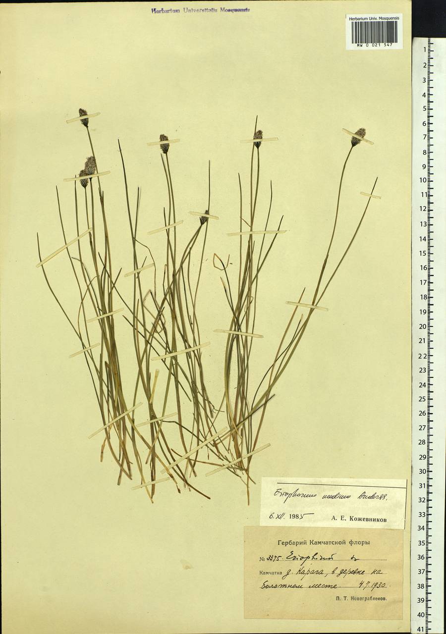 Eriophorum medium Andersson, Siberia, Chukotka & Kamchatka (S7) (Russia)