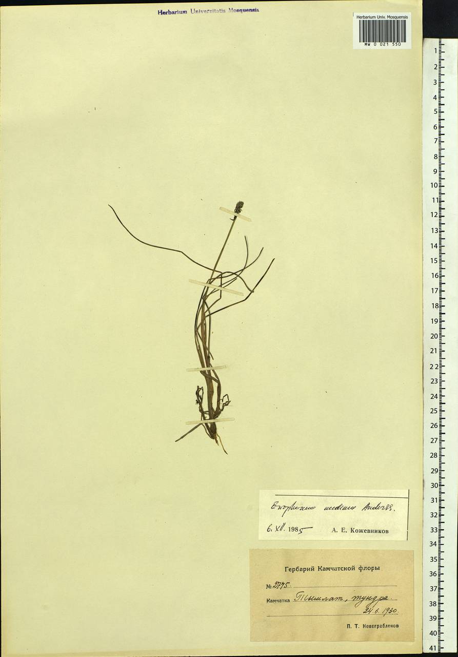 Eriophorum × medium Andersson, Siberia, Chukotka & Kamchatka (S7) (Russia)