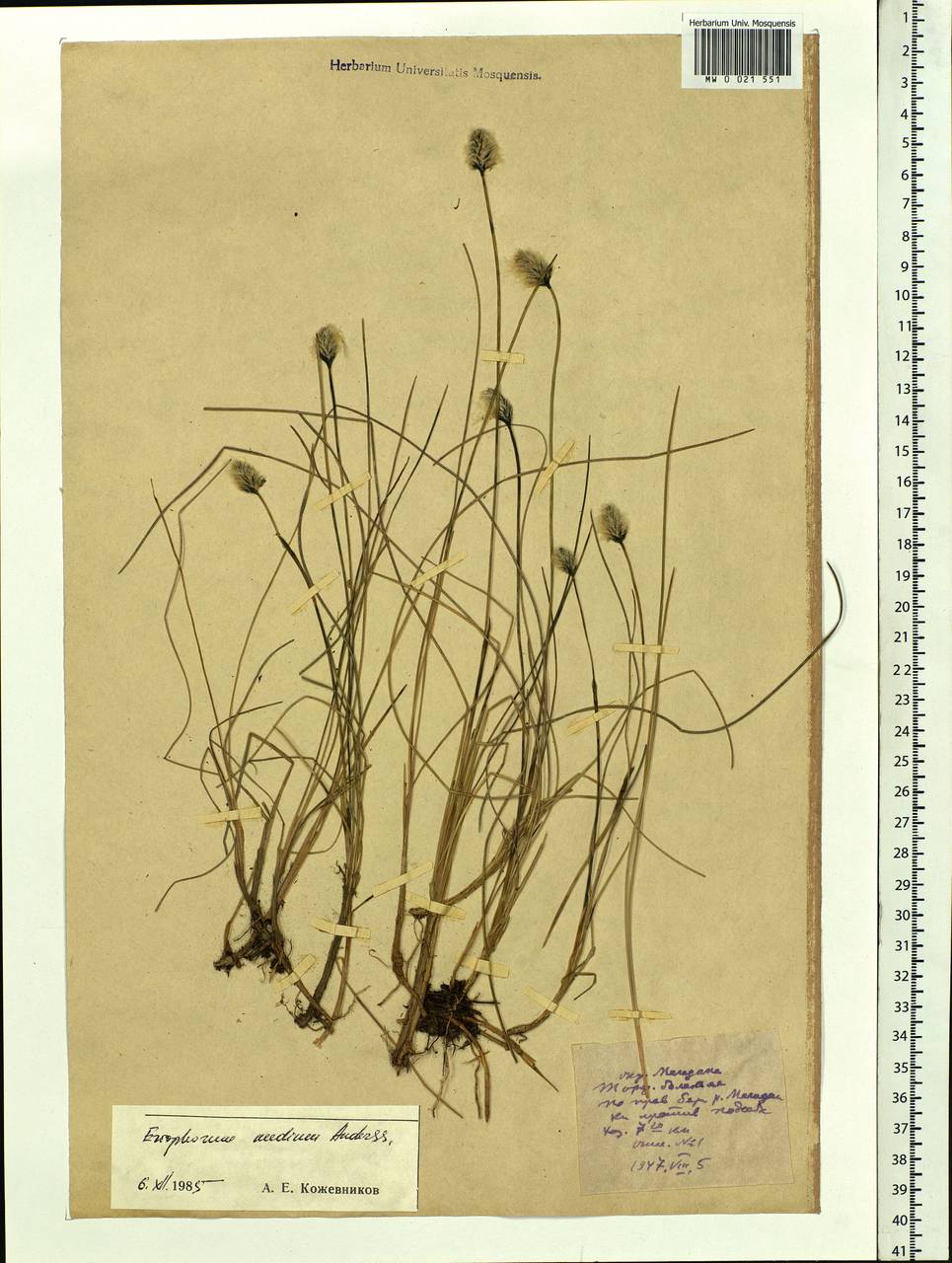 Eriophorum × medium Andersson, Siberia, Chukotka & Kamchatka (S7) (Russia)
