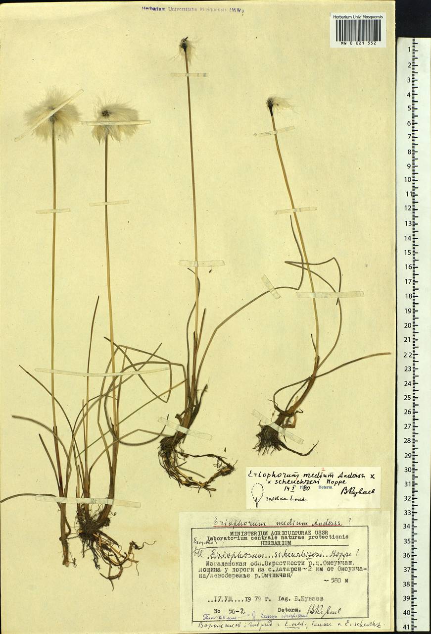 Eriophorum medium Andersson, Siberia, Chukotka & Kamchatka (S7) (Russia)